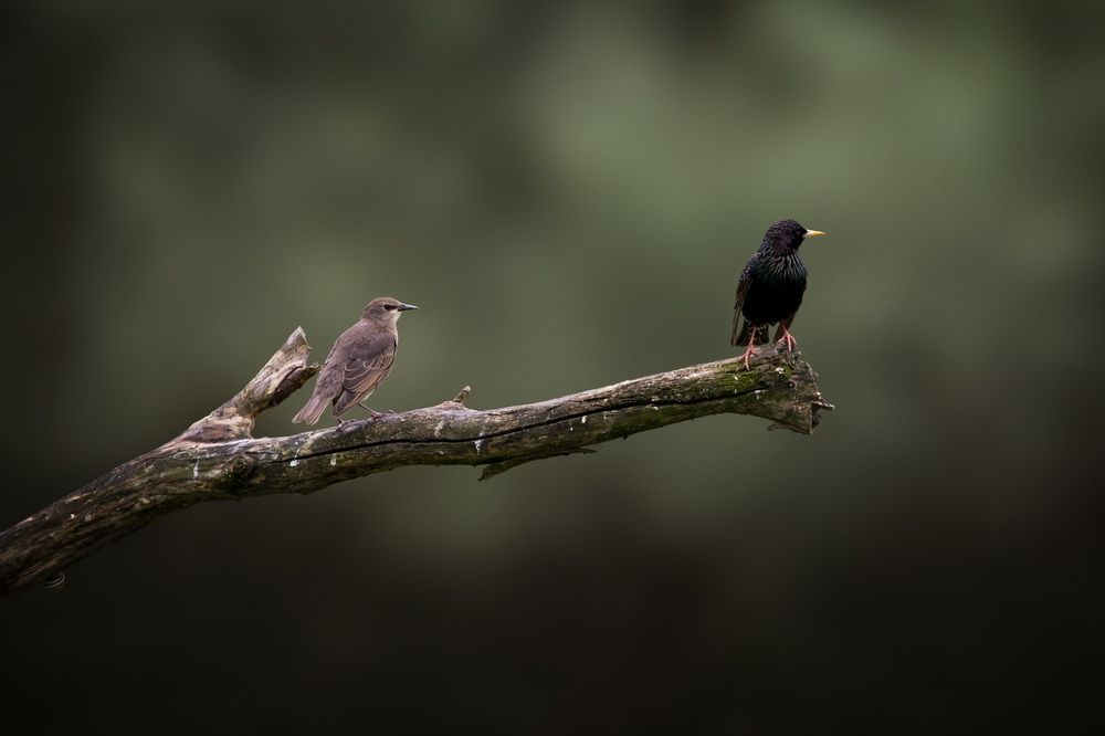 Wildlife