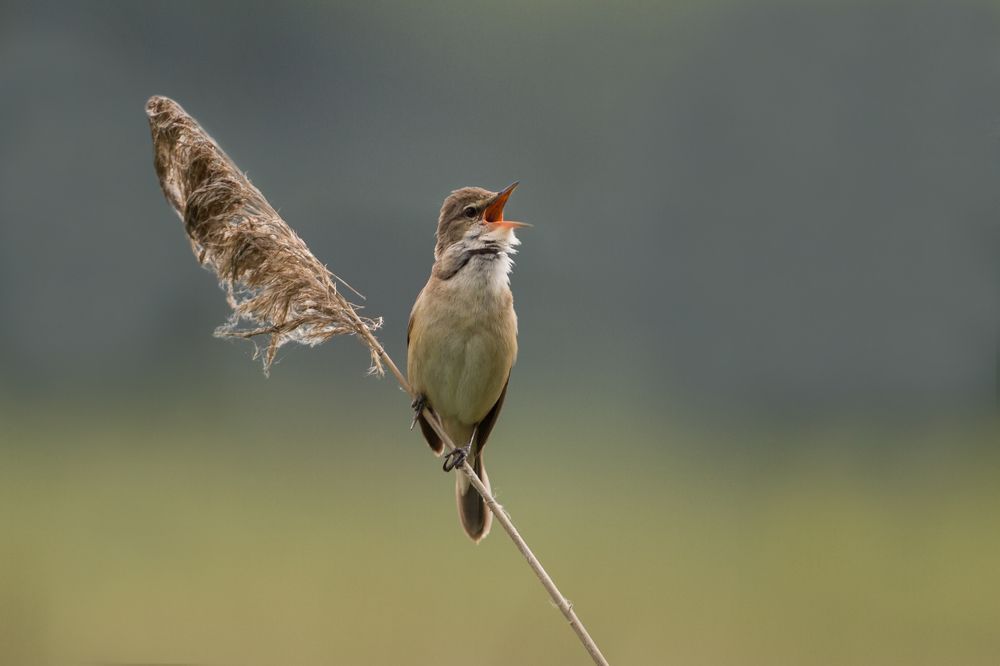 Wildlife