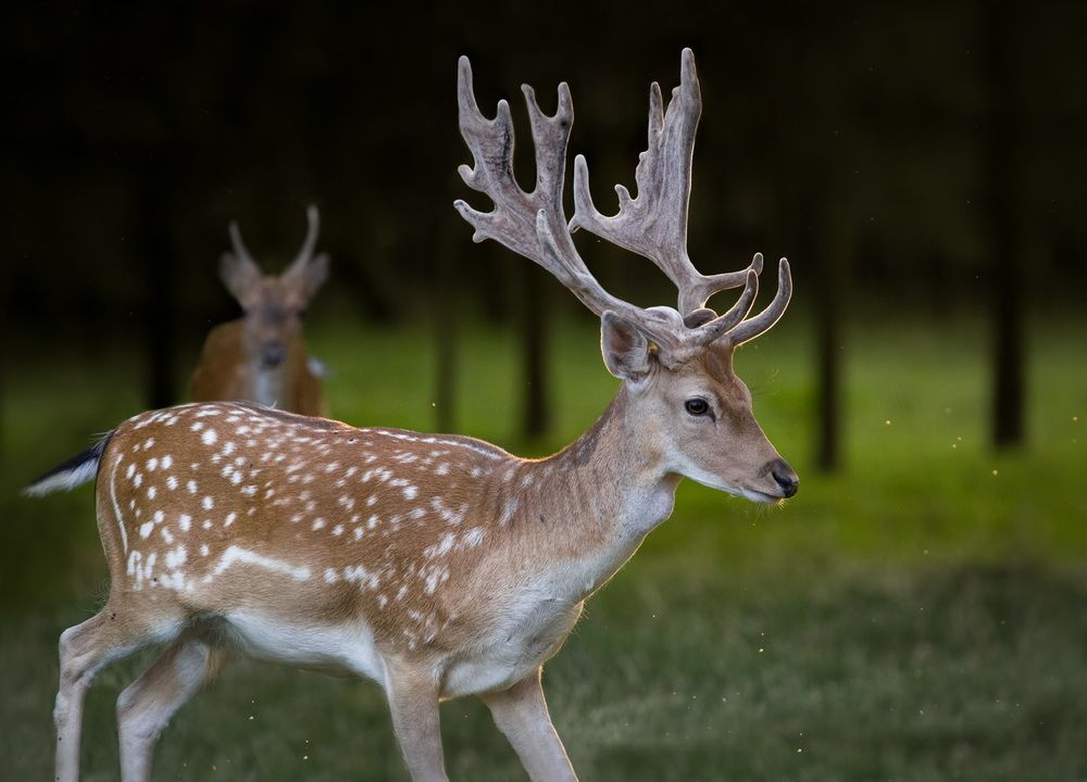Wildlife