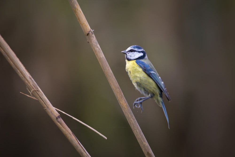 Wildlife