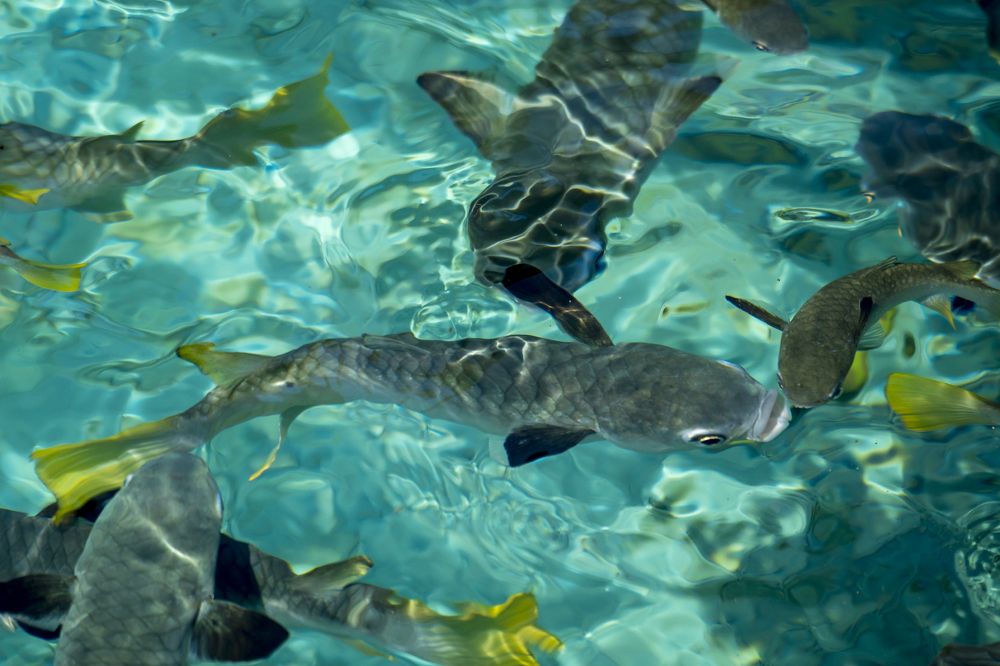 Малые Зондские острова