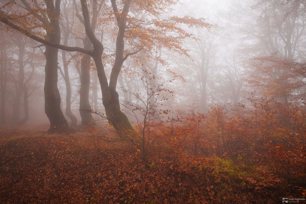 The Gold Trees