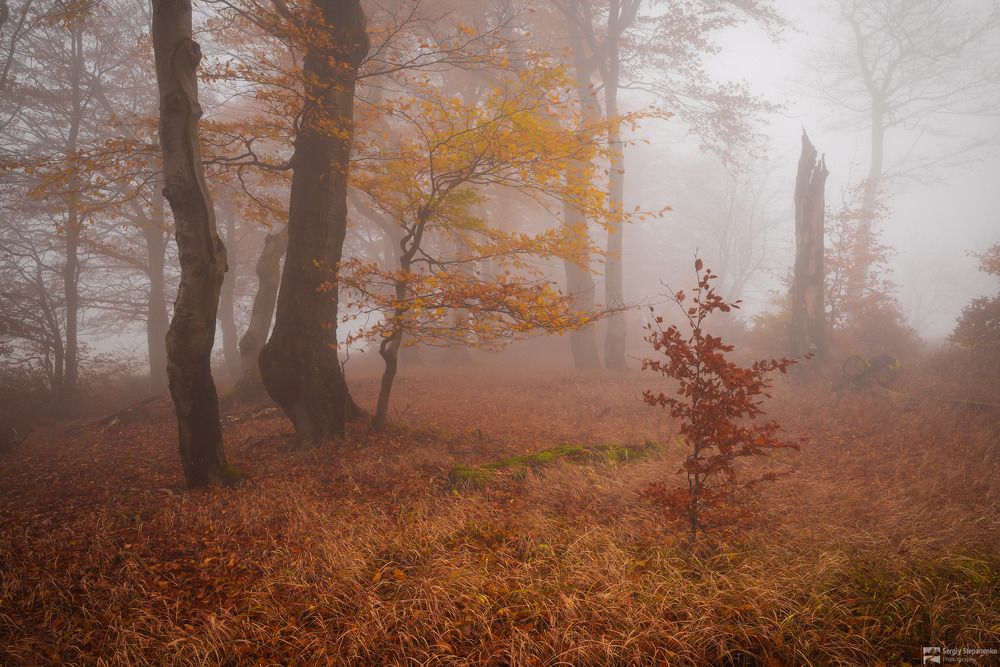 The Gold Trees