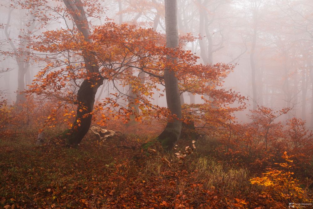 The Gold Trees