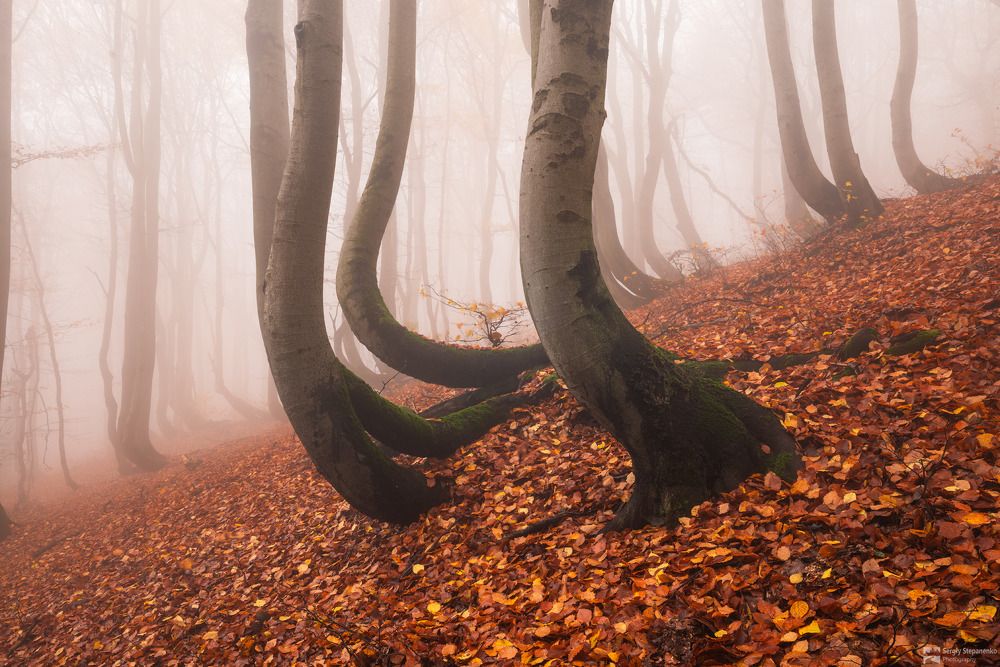 The Gold Trees