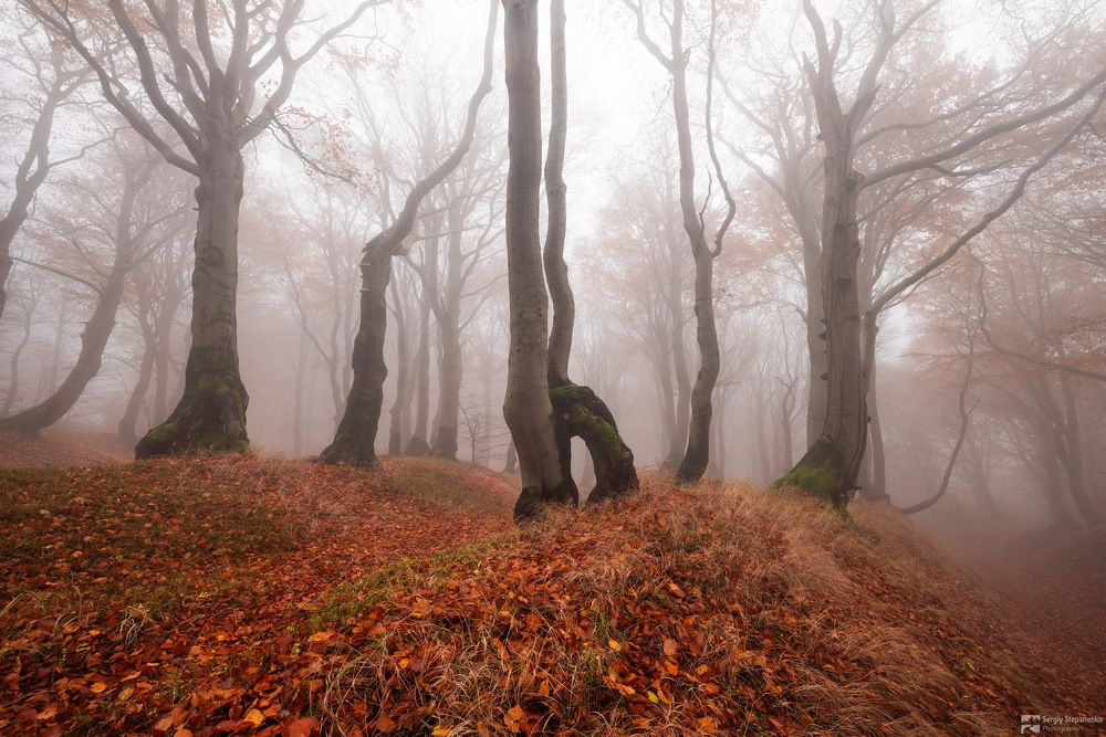 The Gold Trees
