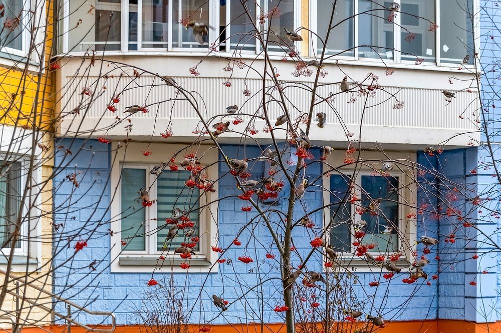 Свиристели прилетели
