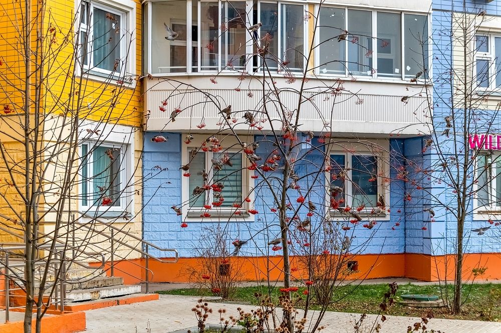 Свиристели прилетели
