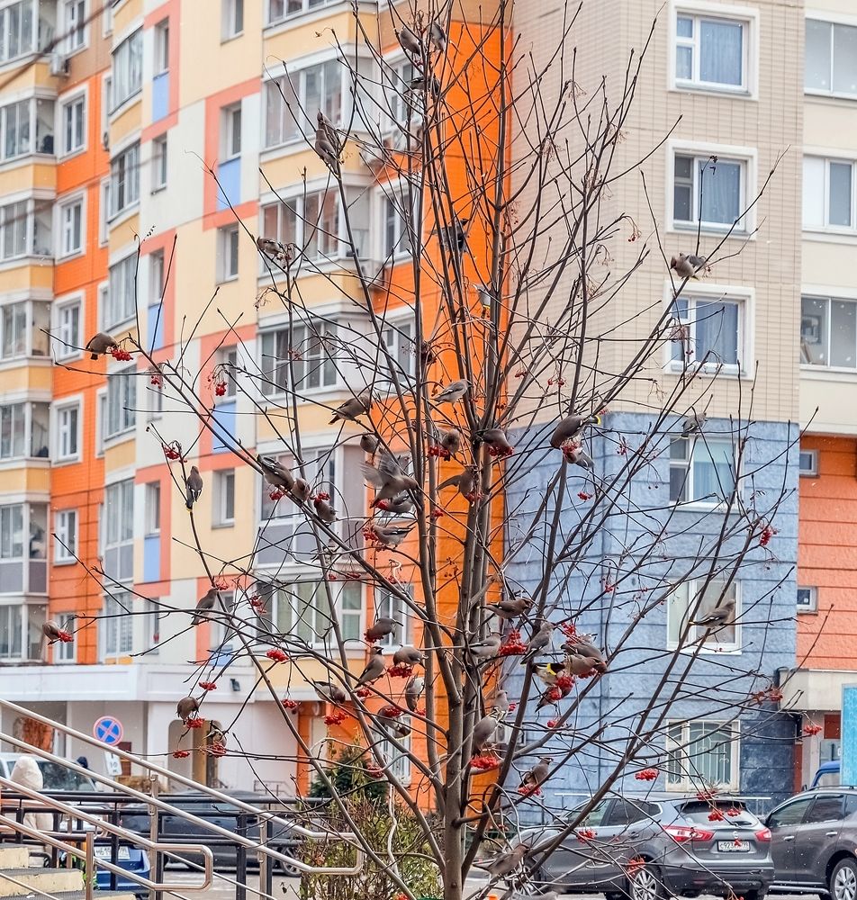 Свиристели прилетели