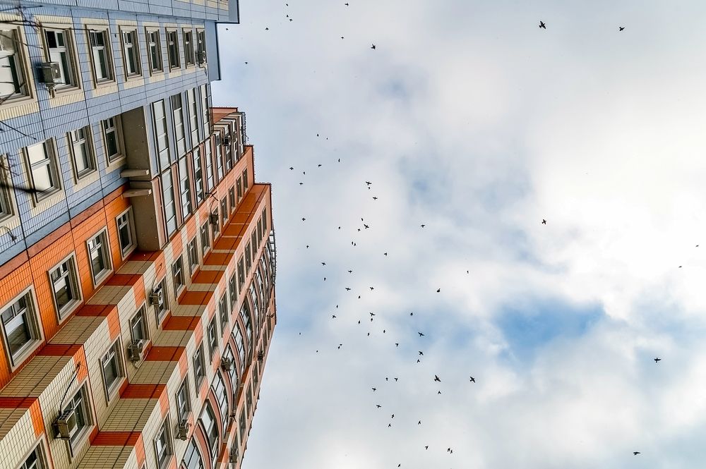 Свиристели прилетели