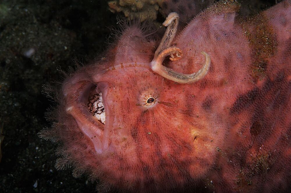Anilao. Pinky Hairy FrogFish. Зевнула