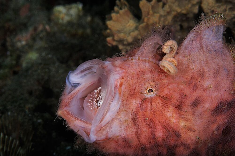 Anilao. Pinky Hairy FrogFish. Зевнула