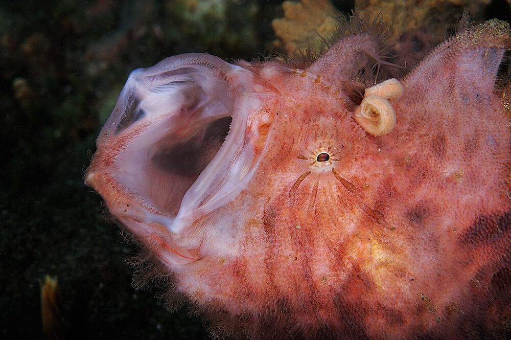 Anilao. Pinky Hairy FrogFish. Зевнула