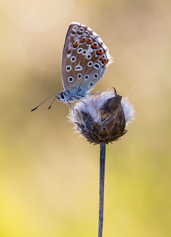 Polyomatus icarus
