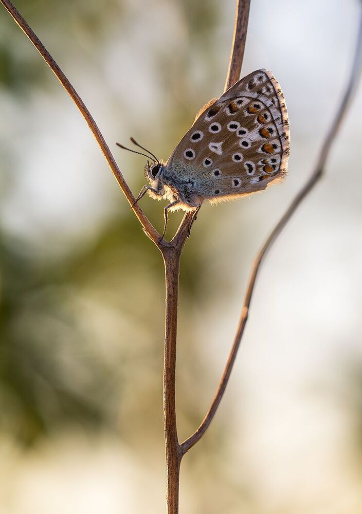 Polyomatus icarus