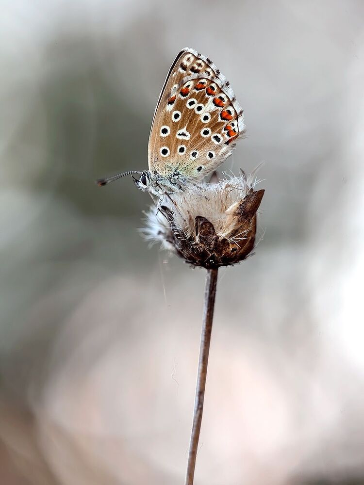 Polyomatus icarus