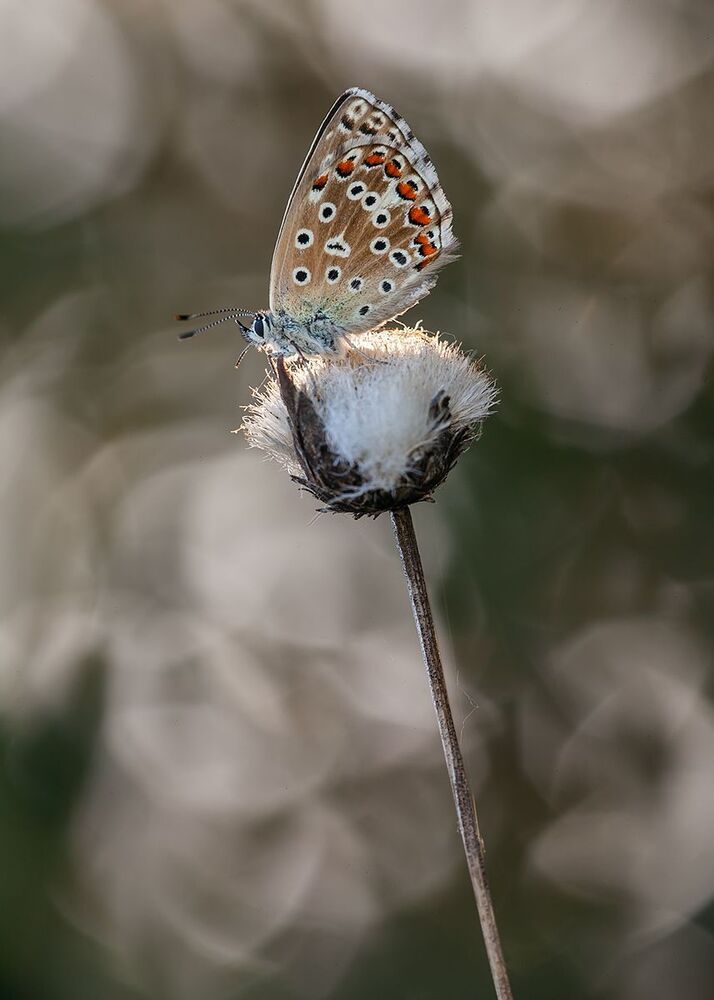 Polyomatus icarus