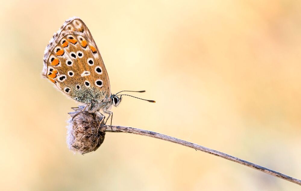 Polyomatus icarus