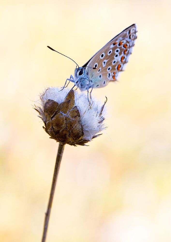 Polyomatus icarus