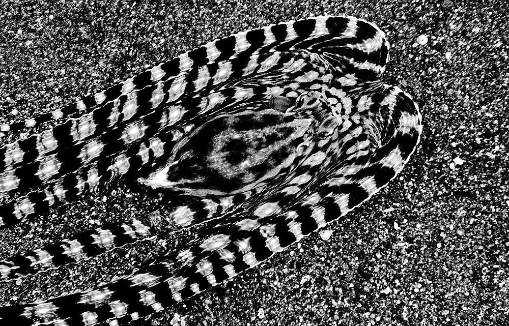 Anilao. B/W. Mimik.