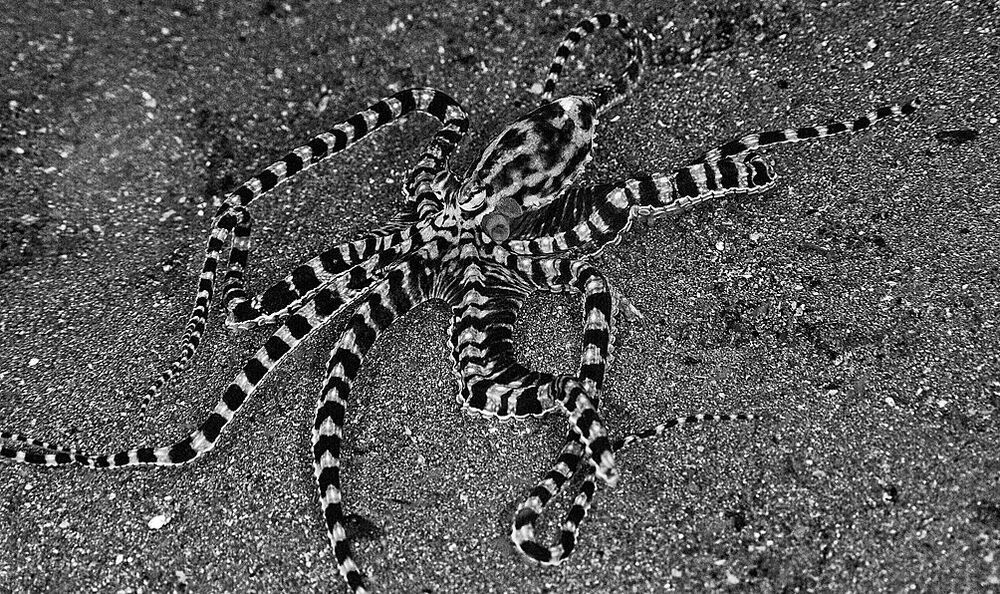 Anilao. B/W. Mimik.