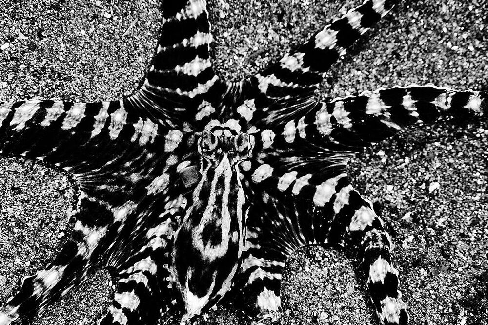 Anilao. B/W. Mimik.
