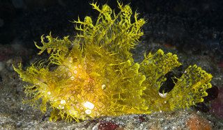 Вариант золотой рыбки