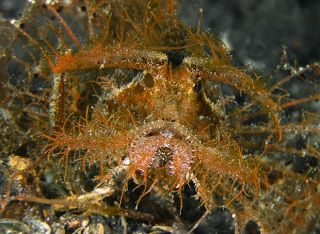 Давно не брился