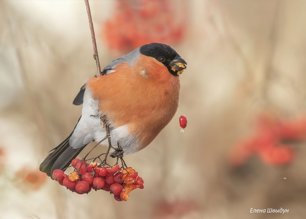 Bullfinches