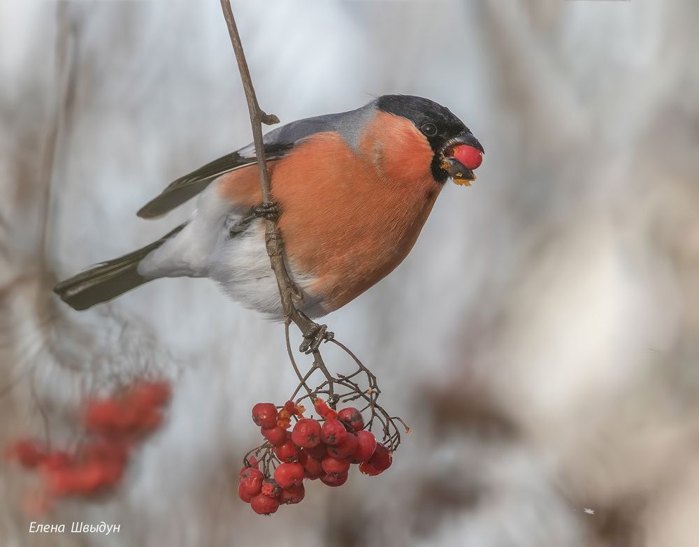 Bullfinches
