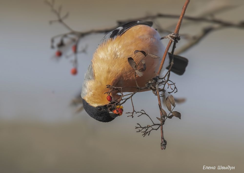 Bullfinches