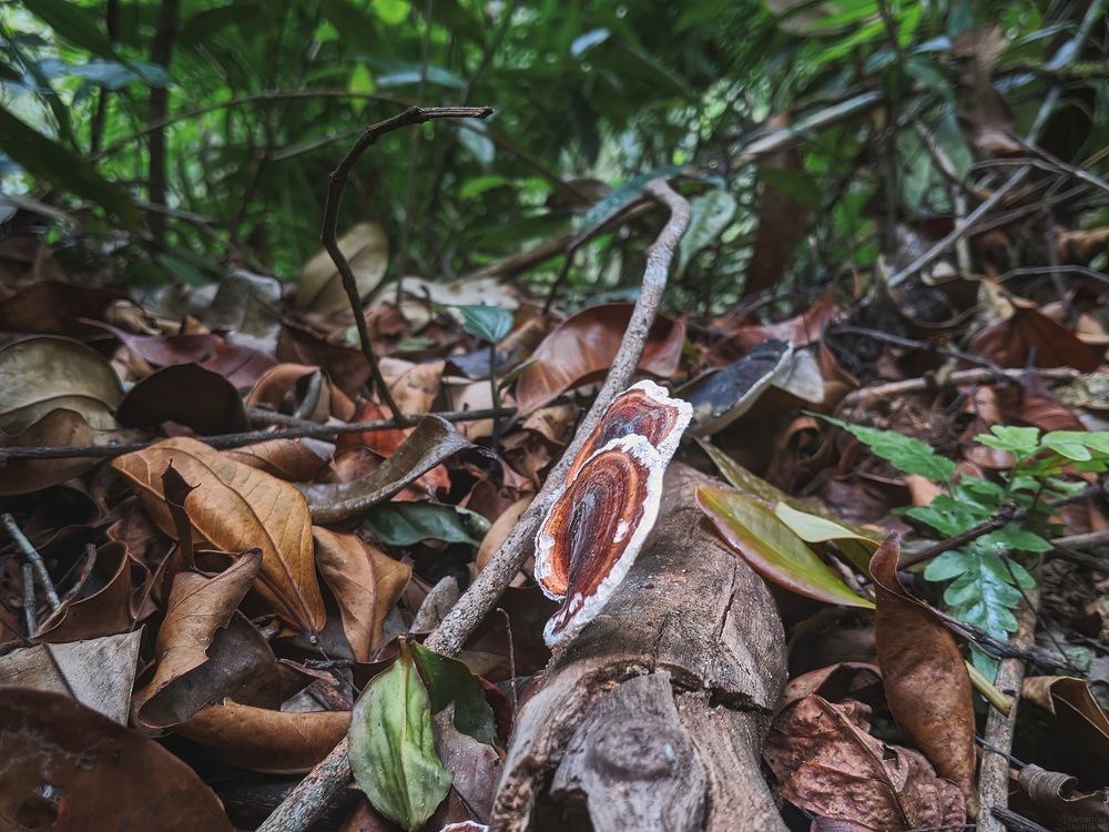 Sinharaja Forest Reserve