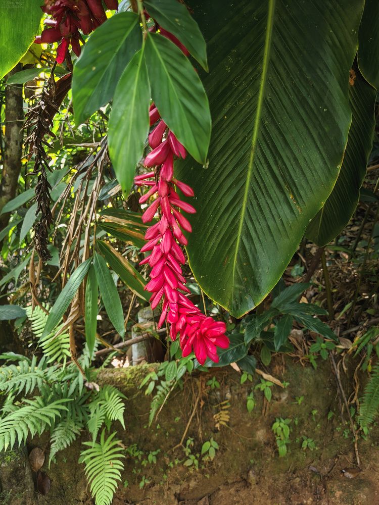 Sinharaja Forest Reserve