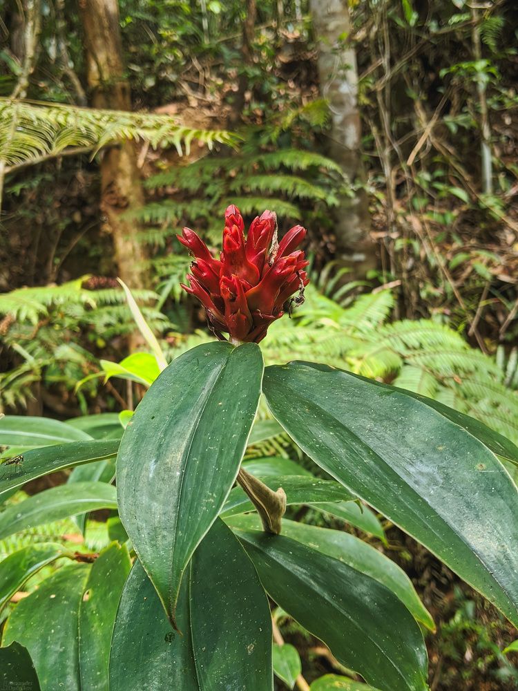 Sinharaja Forest Reserve