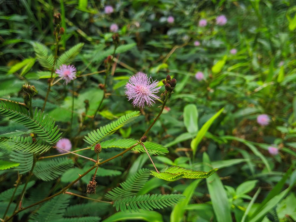 Sinharaja Forest Reserve