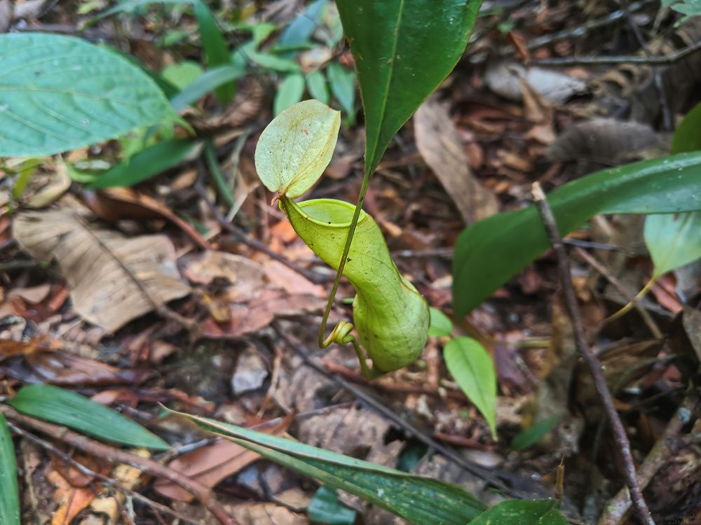 Sinharaja Forest Reserve