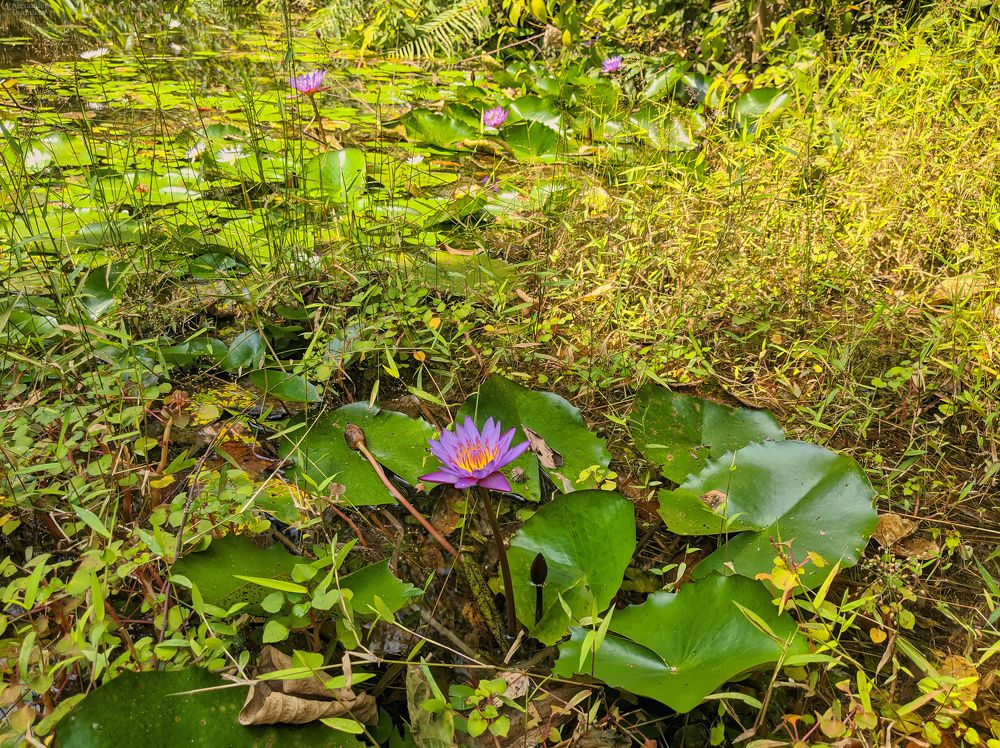 Sinharaja Forest Reserve