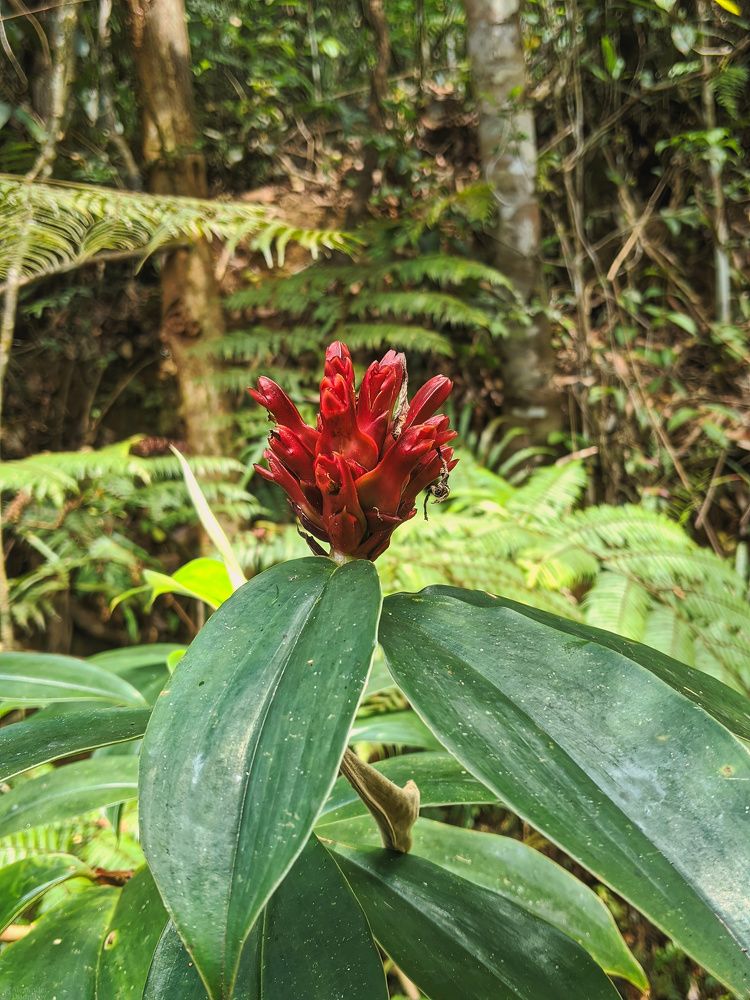 Sinharaja Forest Reserve