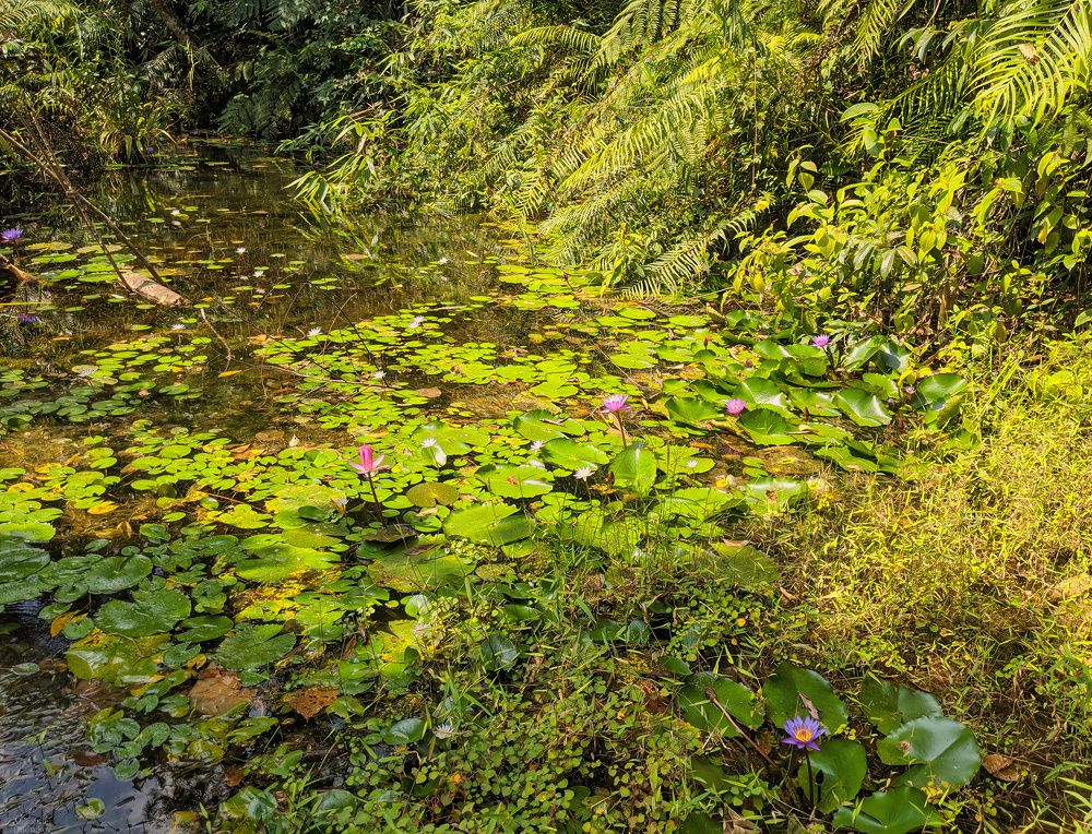 Sinharaja Forest Reserve