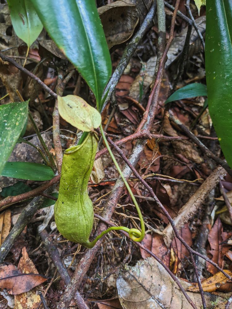 Sinharaja Forest Reserve