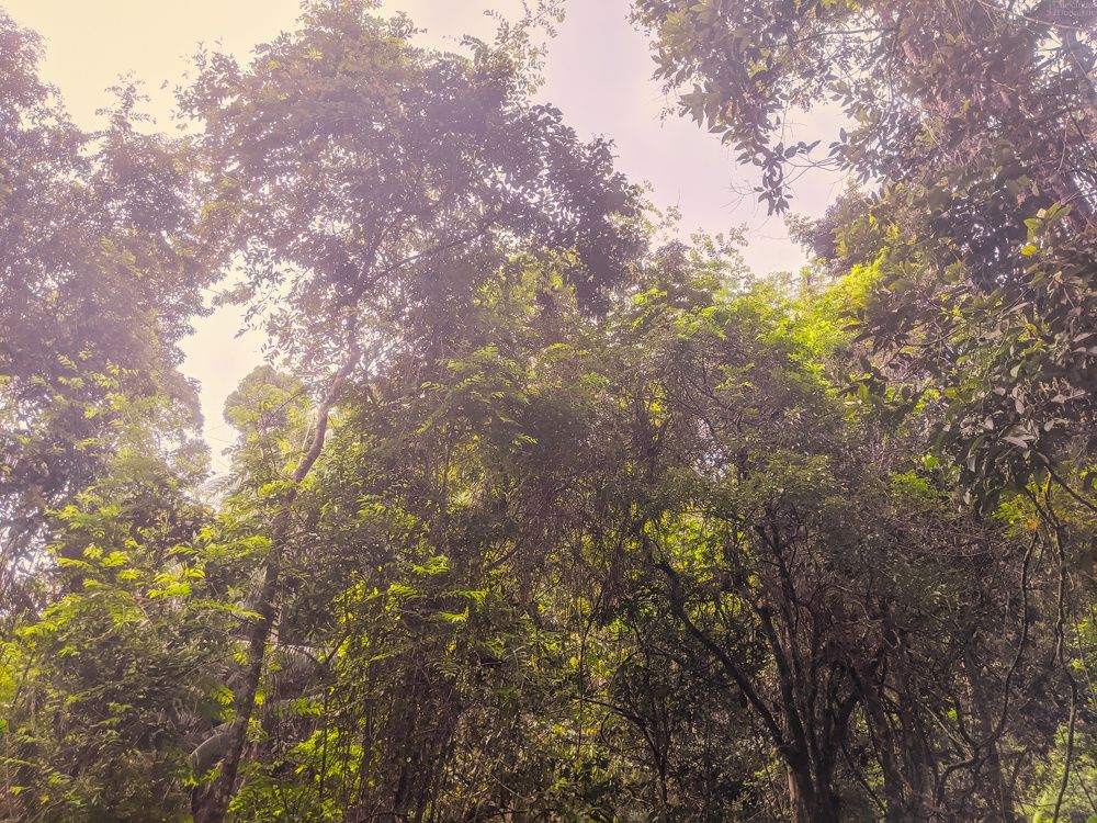 Sinharaja Forest Reserve