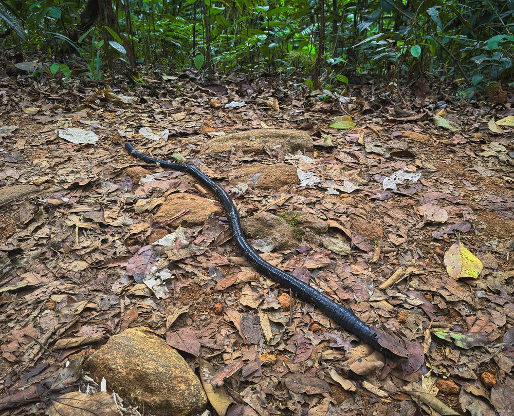 Sinharaja Forest Reserve