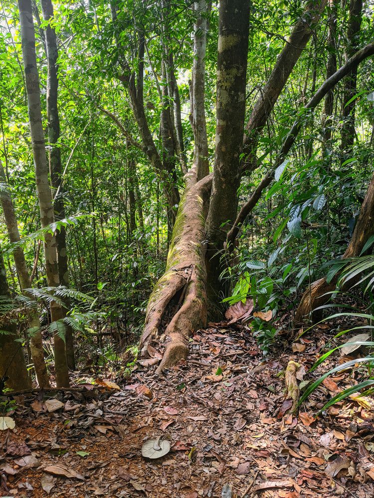 Sinharaja Forest Reserve
