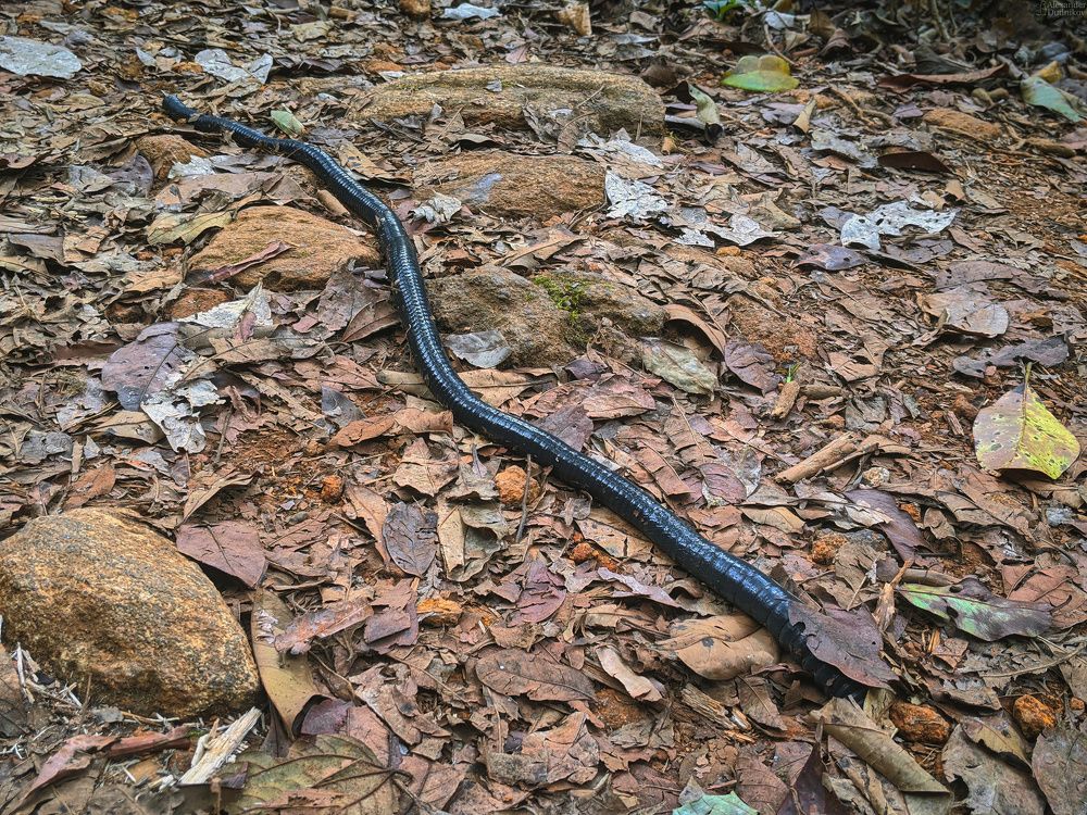 Sinharaja Forest Reserve