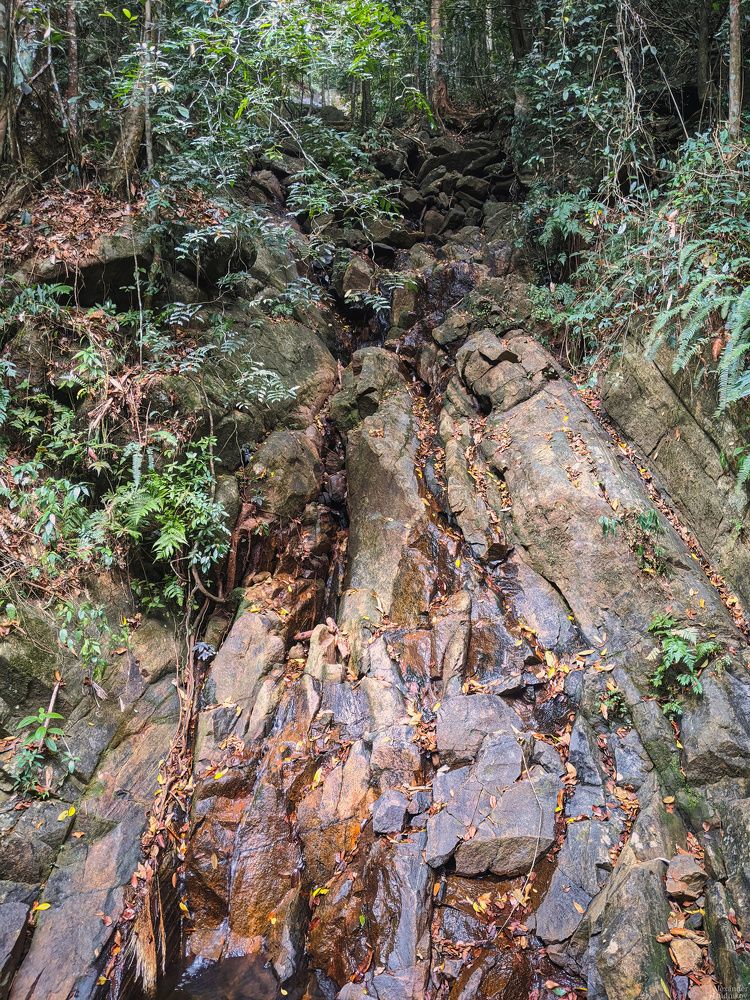 Sinharaja Forest Reserve