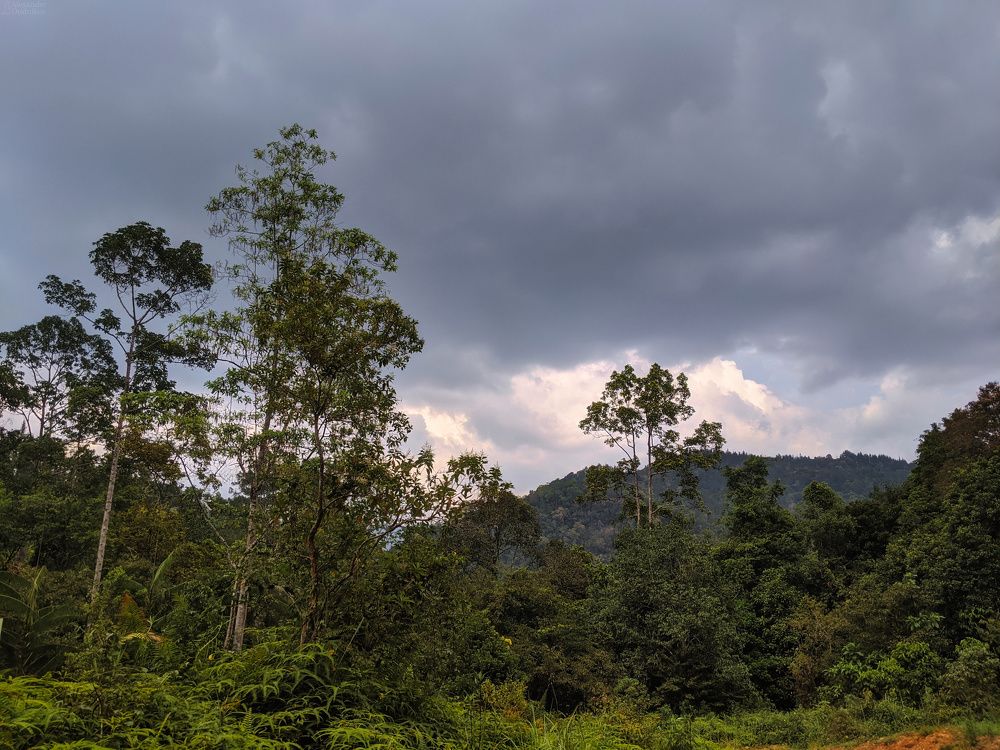 Sinharaja Forest Reserve
