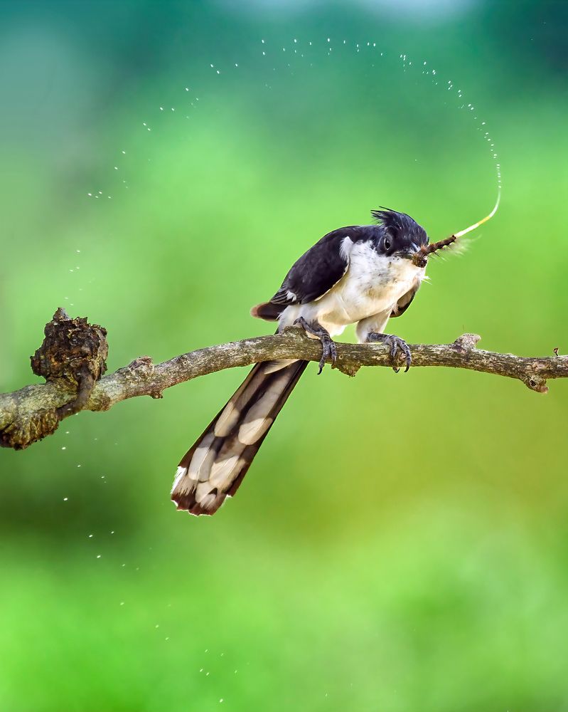Collage of birds