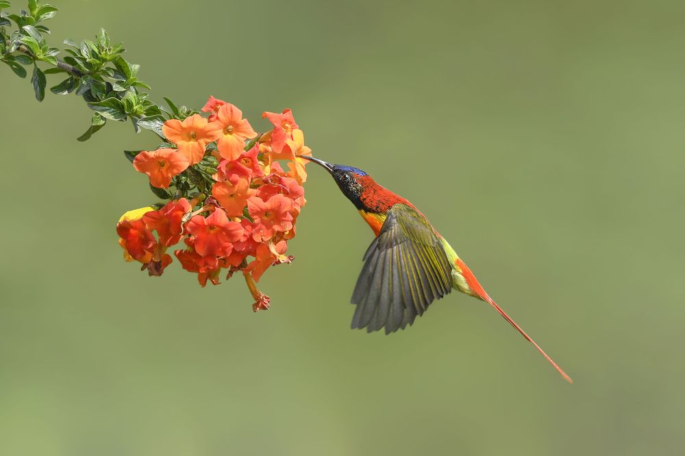 Collage of birds