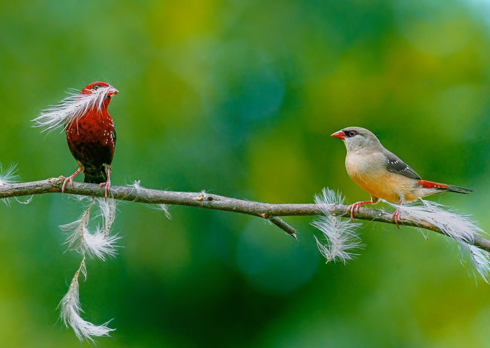 Collage of birds