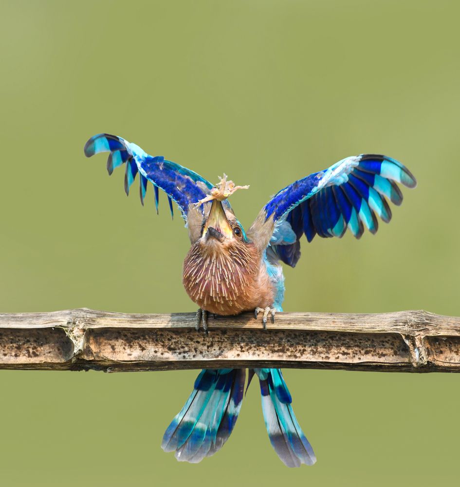 Collage of birds